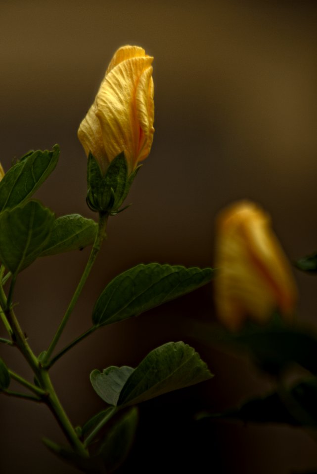 Emergence