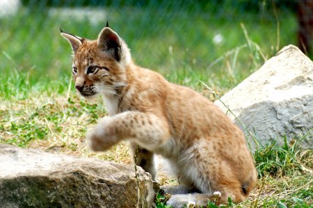 Kleine Lynx Hellental photo