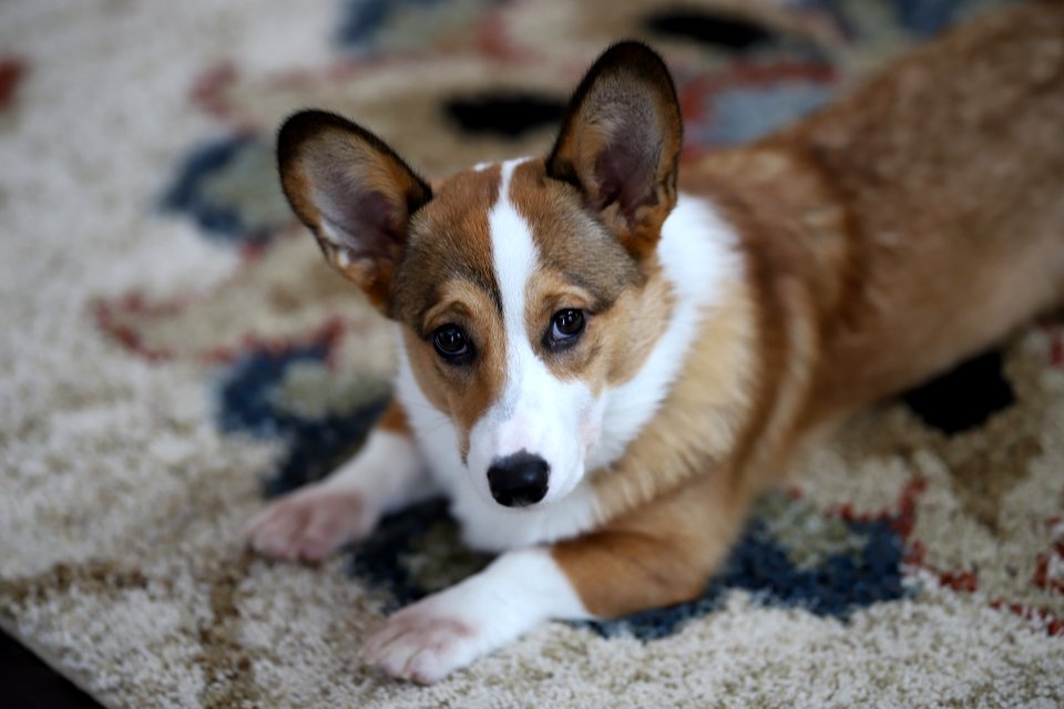 Treat + Training Time