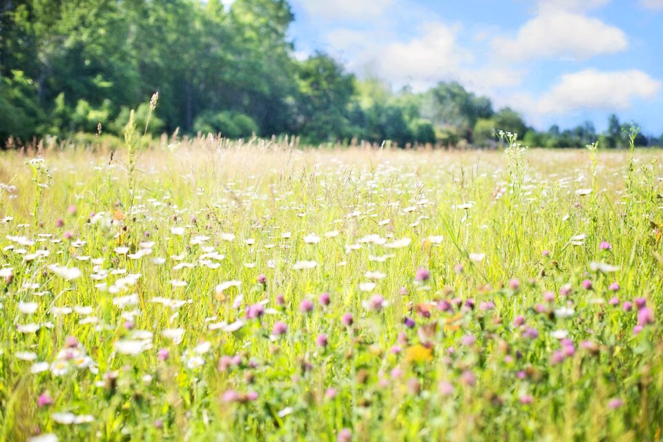 Nature field summer