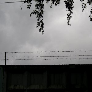 Barbed wire and weeping branches photo