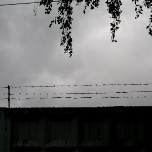 Barbed wire and weeping branches