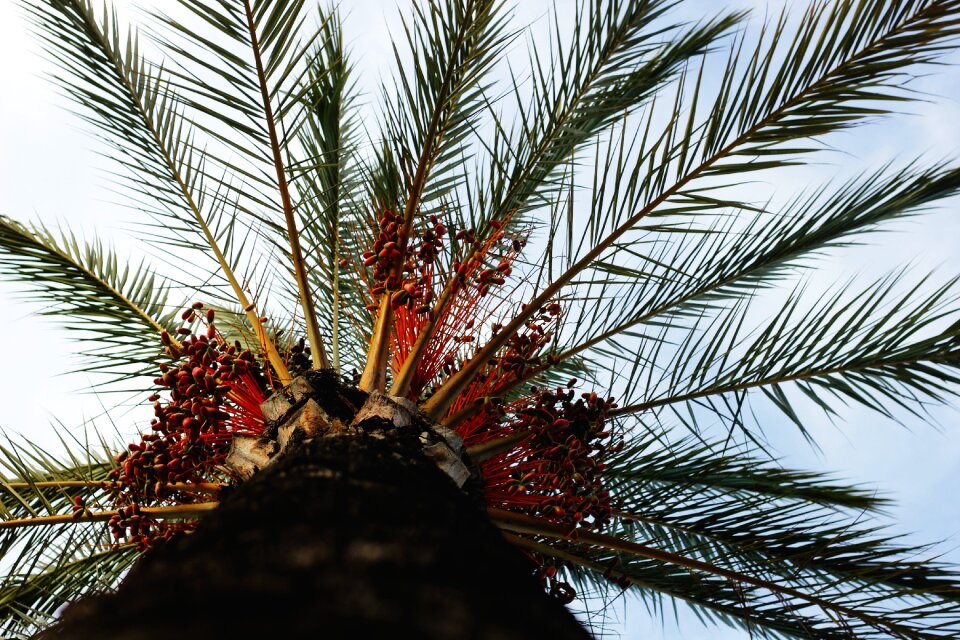 Tropical environment exotic