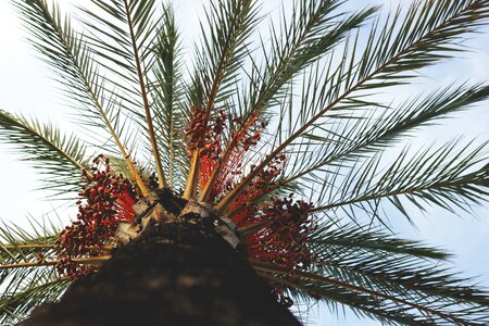 Tropical environment exotic