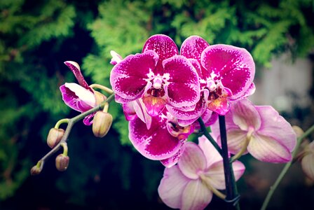 Blossom exotic purple photo