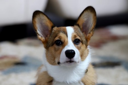 Treat + Training Time