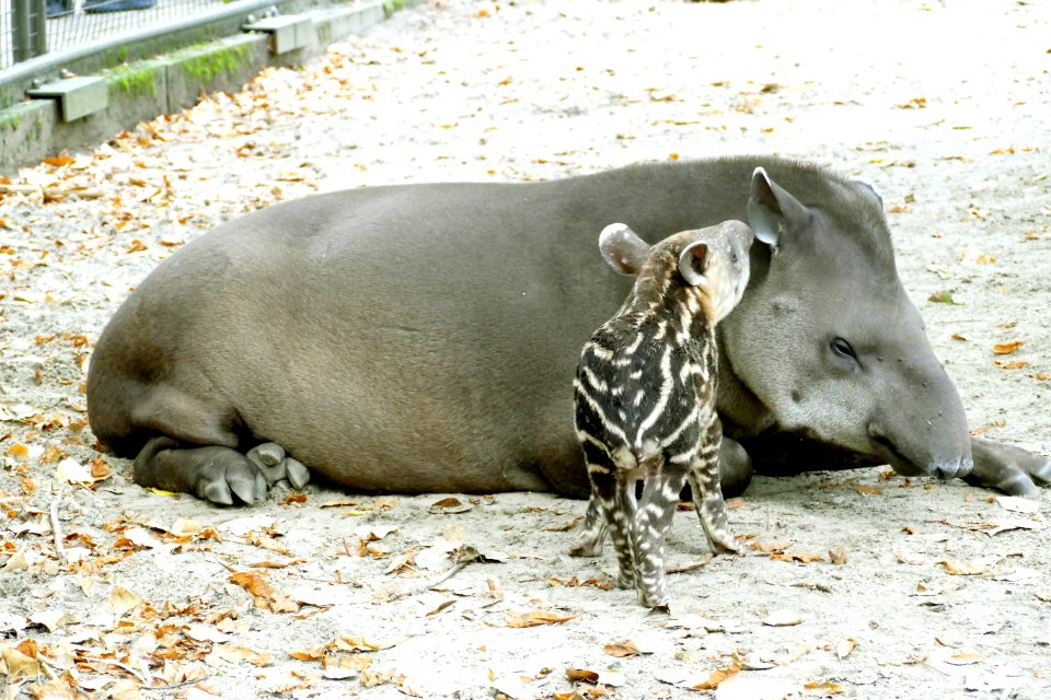 Tapir in Artis met jong