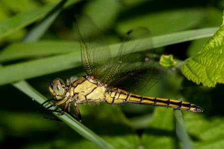 Tokina 100mm macro lens