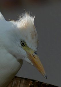 Koereiger antwerpen