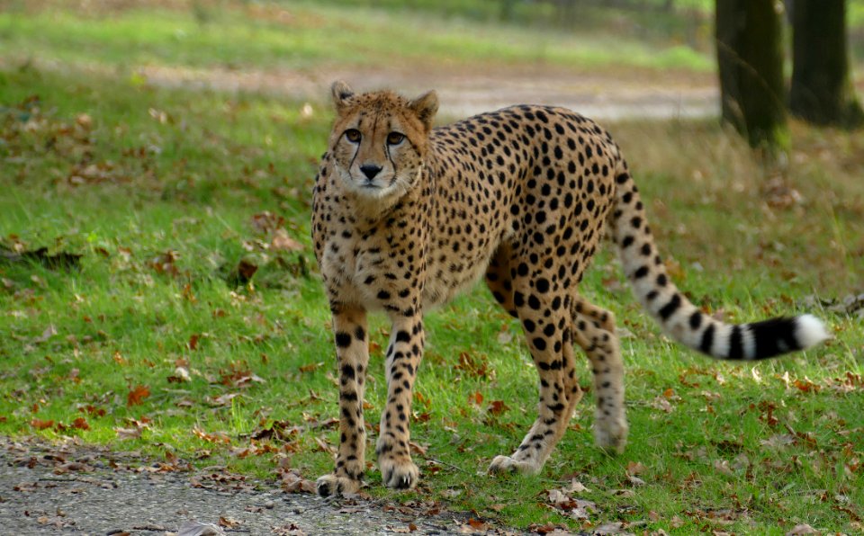 chetha beekse bergen