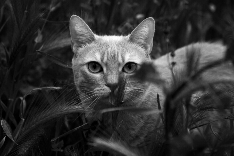 Nature black and white gray cat