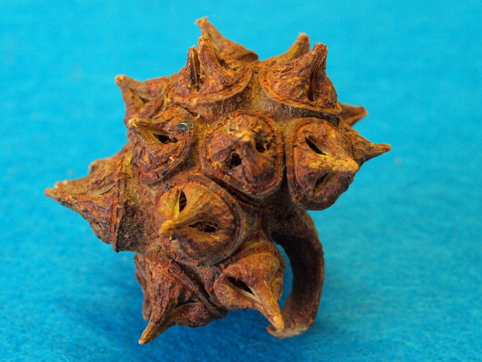 Lignify eucalyptus tree fruit of south africa