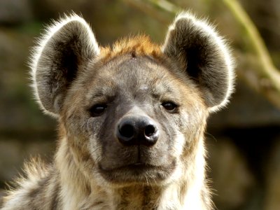 hyena Pairi Daiza photo