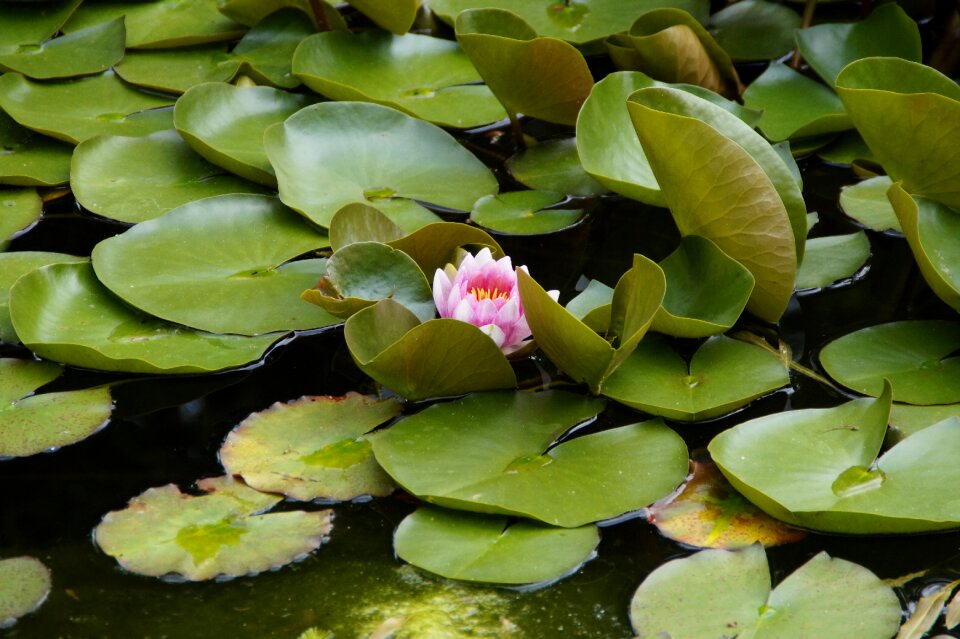 Lily pad blossom bloom