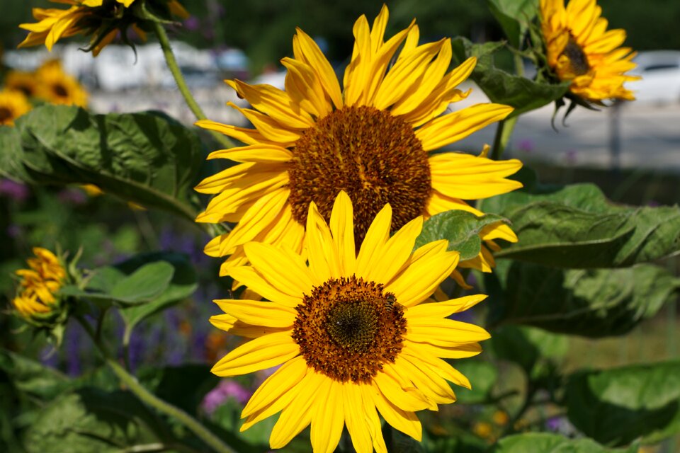 Summer plant spring