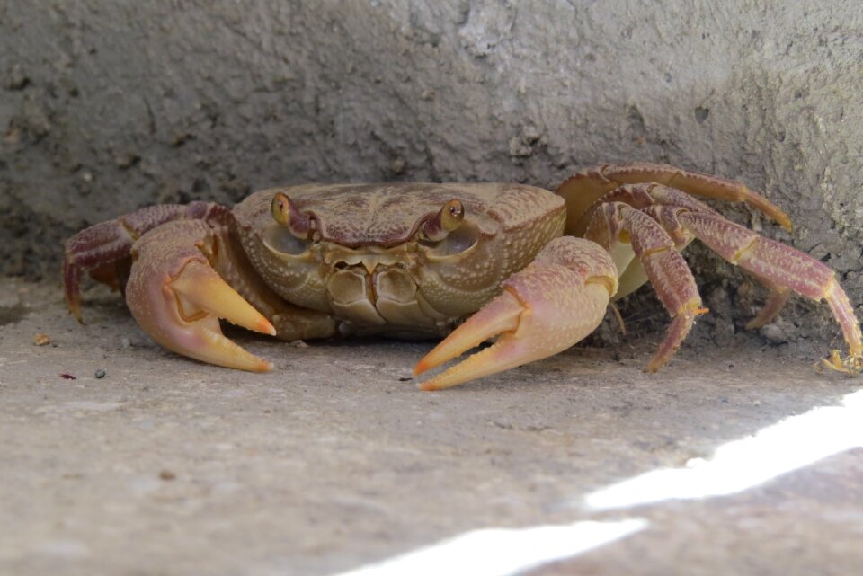 Crab crustacean concealed