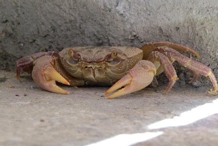 Crab crustacean concealed photo