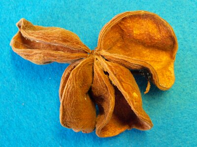 India female flower lotus tree