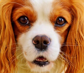 Pet animal fur