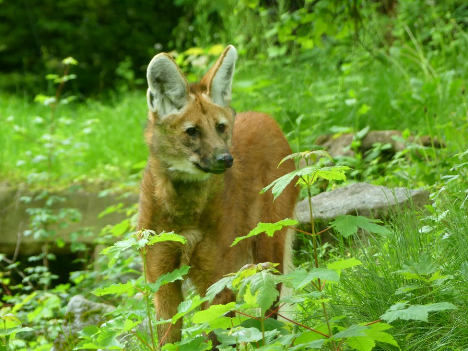 Manenwolf in Mulhouse Dierentuin