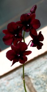 Dendrobium Jury Red Orchid photo