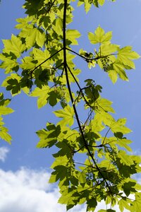 Tree branch branches