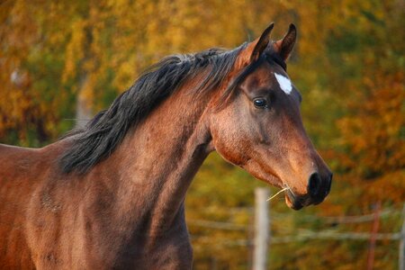 Thoroughbred arabian horse head mane photo