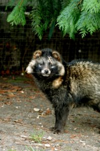 Wat zitten er mooie dieren in volkel