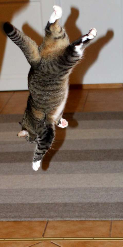 Feline Flyschool: Landing