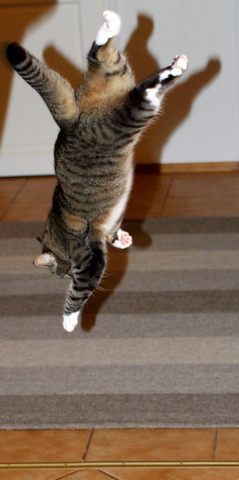 Feline Flyschool: Landing photo