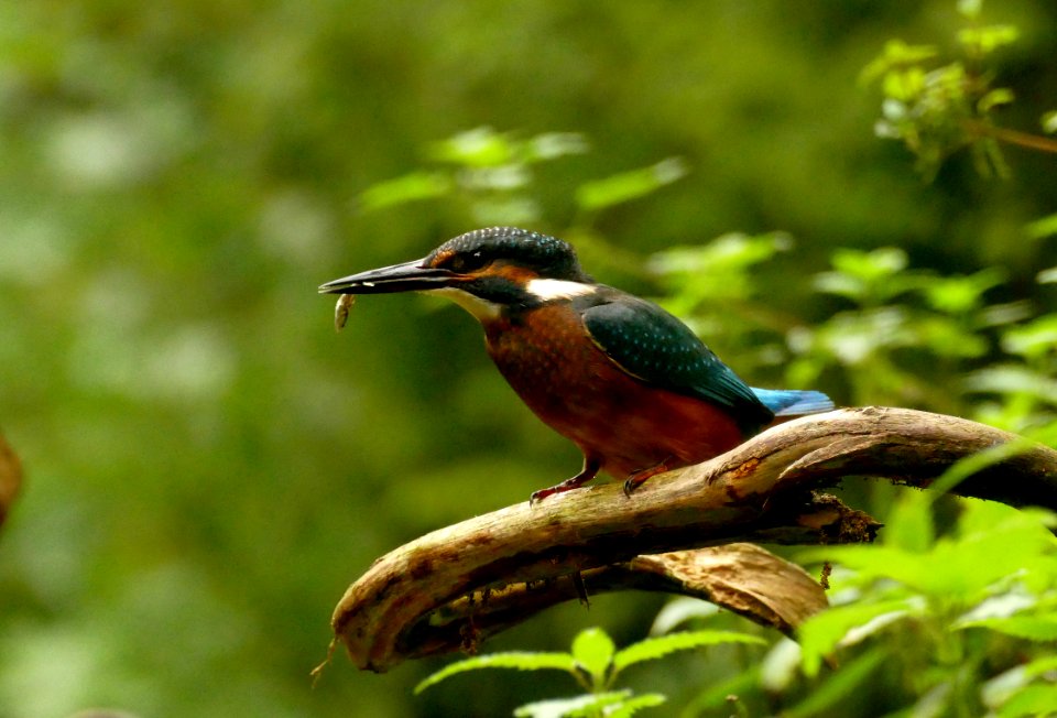 Ijsvogel met visje