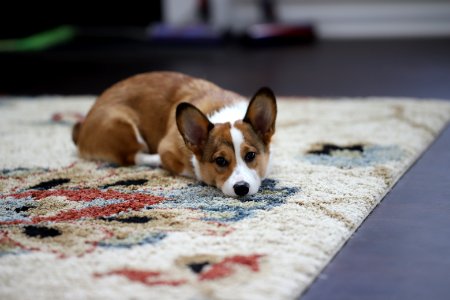 Treat + Training Time