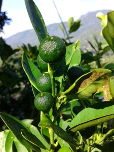Fruit garden nature