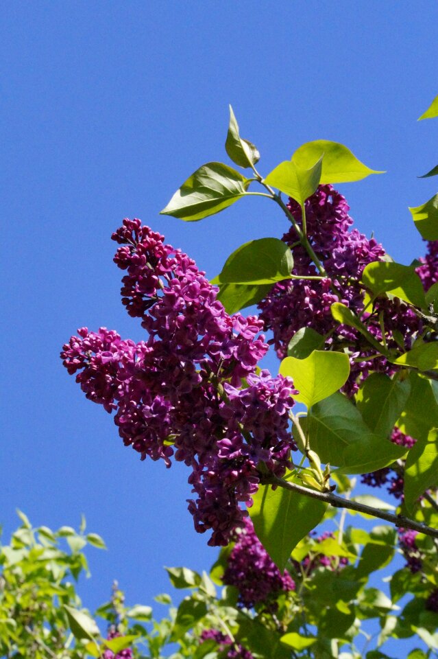 Blossom bloom bloom