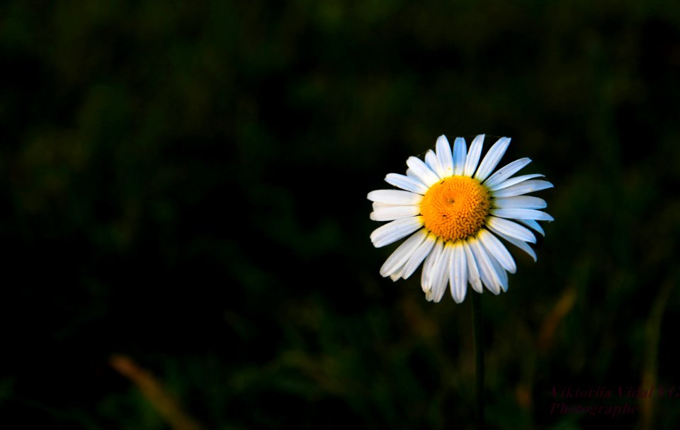Une marguerite en montagne