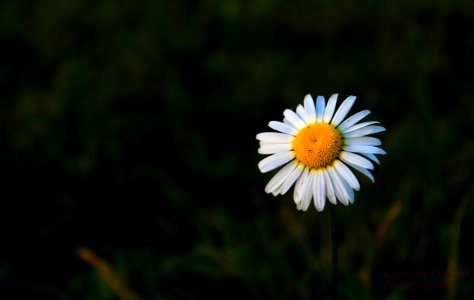 Une marguerite en montagne
