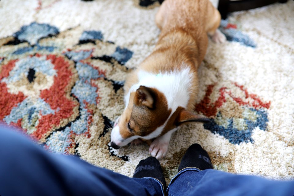 Treat + Training Time