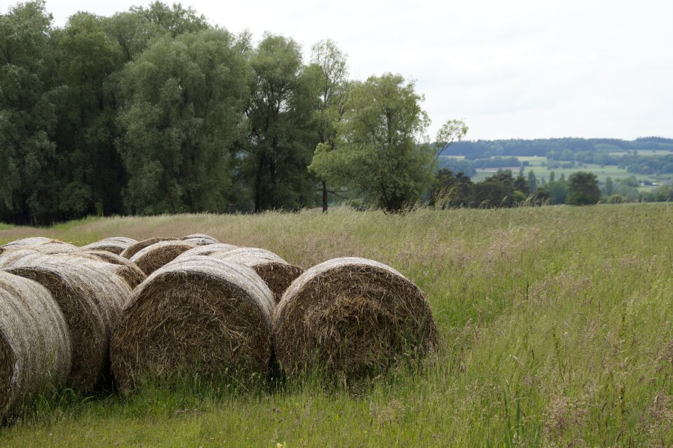 Straw straw bales meadow