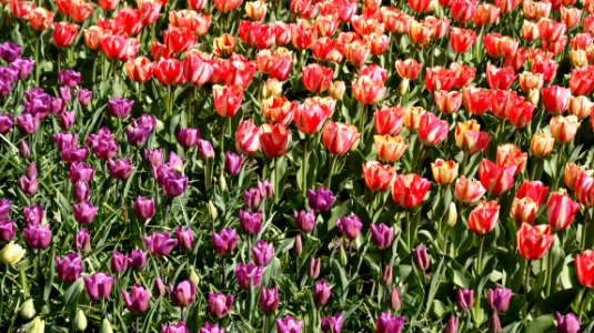 Tulpenveldje Keukenhof