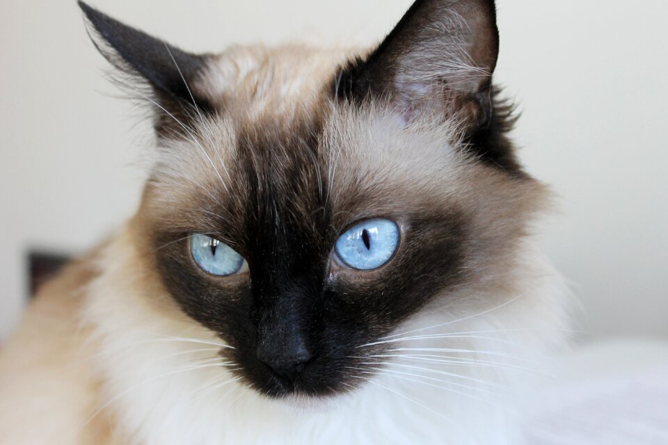 Cat pet Free photos