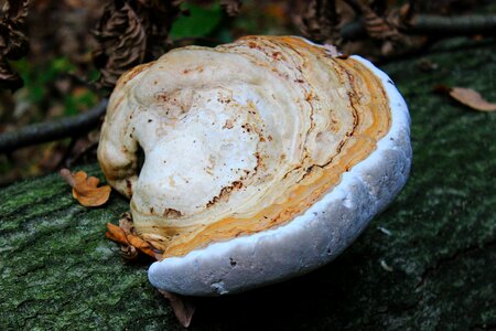 Tribe tree sponges tree stump photo