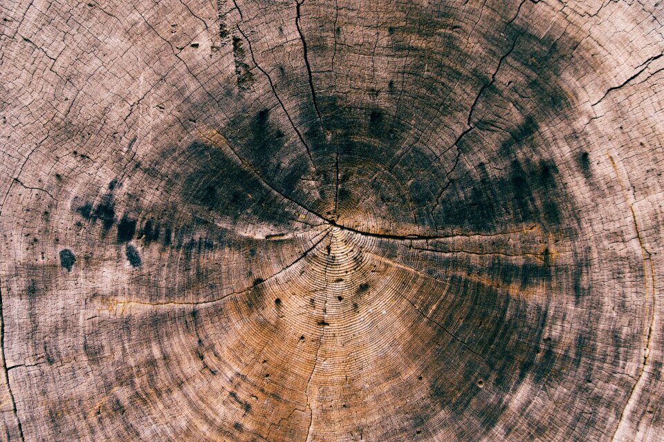 Nature timber texture