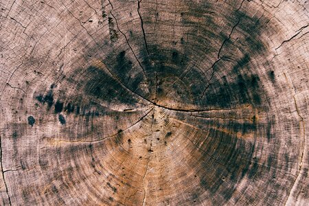 Nature timber texture photo