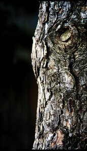 Wood nature bark