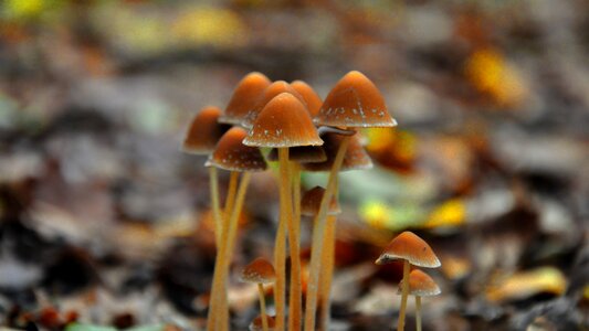 Forest mushroom nature