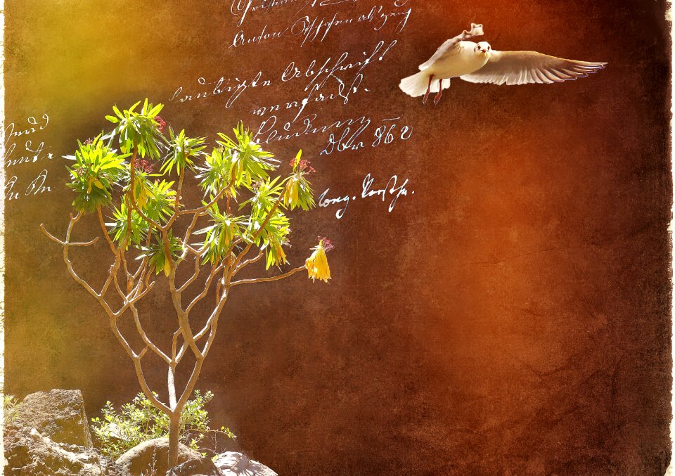 Bird font handwriting
