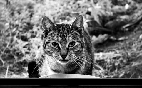 Animals black and white gray cat