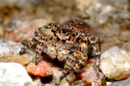Jumping-Spider