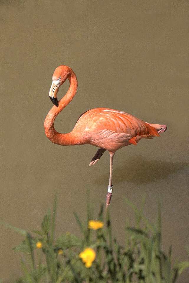 Animals pink flamingo zoo
