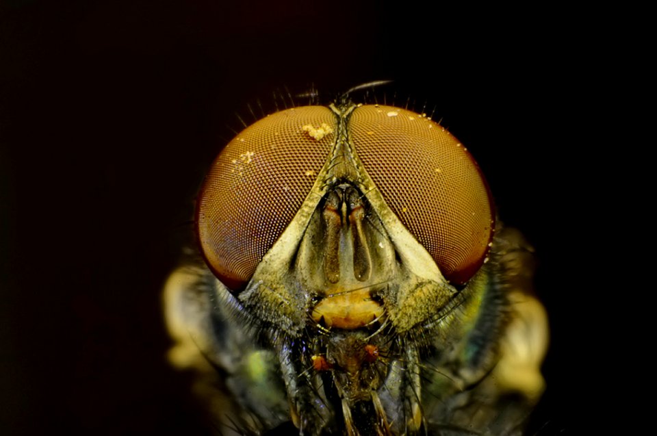 Reversed 18-55mm Nikon kit lens